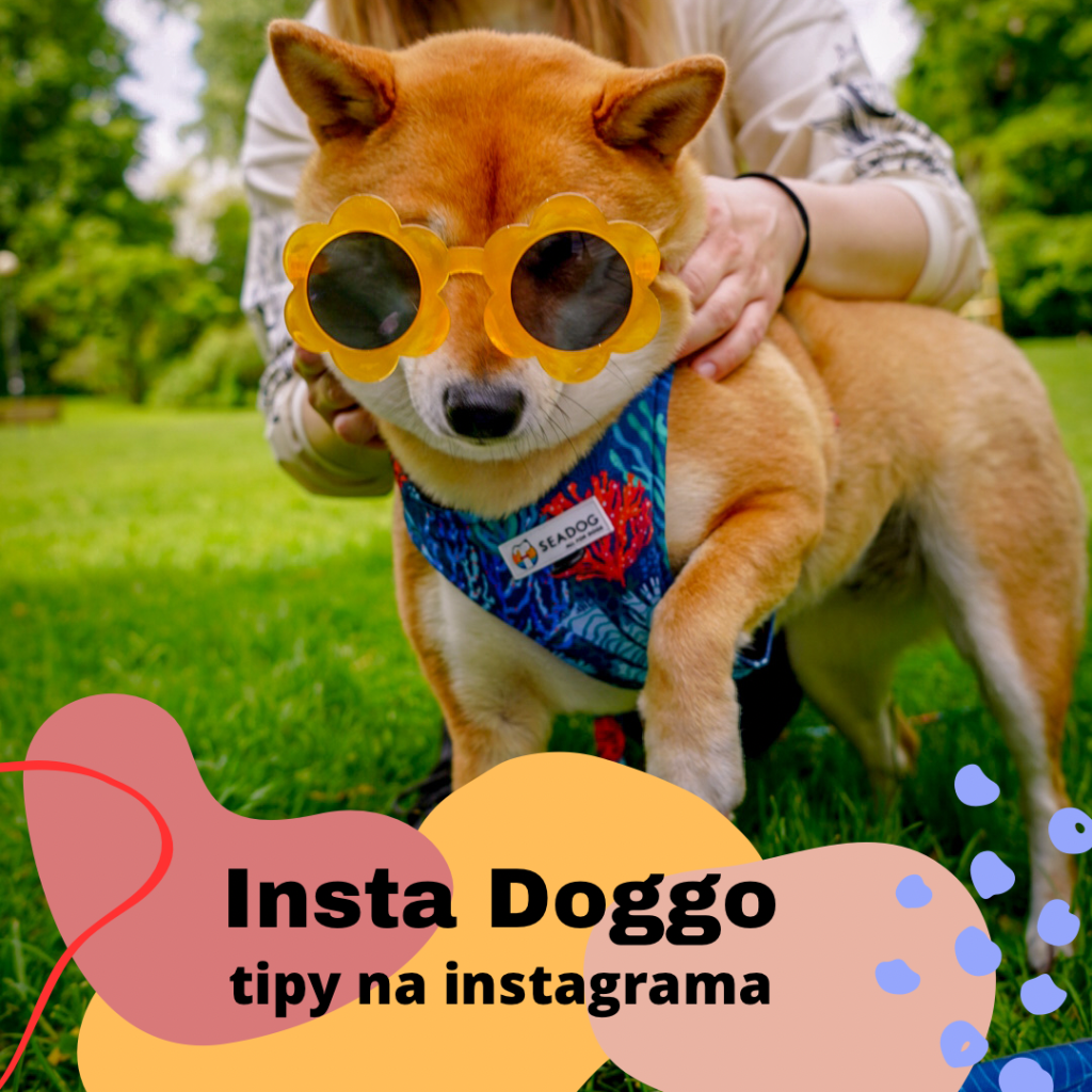 Insta doggo – jak zdobyć więcej obserwujących na Instagramie?