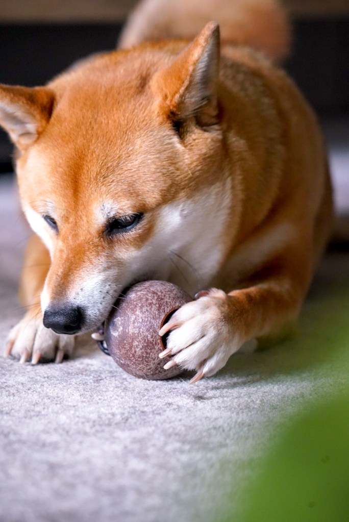 Zabawki ecomfy od Aquael testy produktu dla top4dog