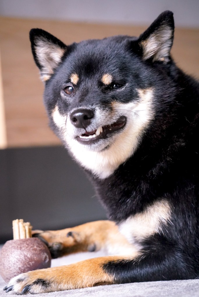 Zabawki ecomfy od Aquael testy produktu dla top4dog